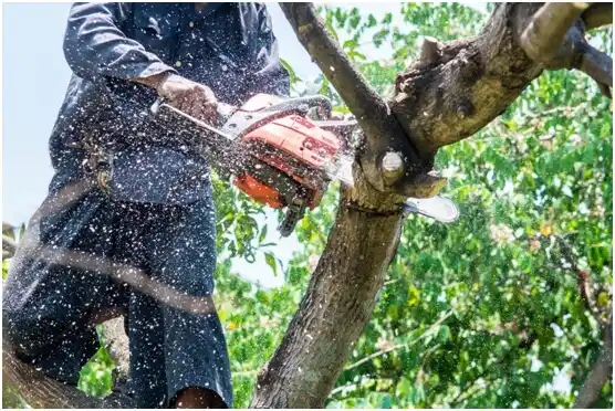 tree services Eidson Road